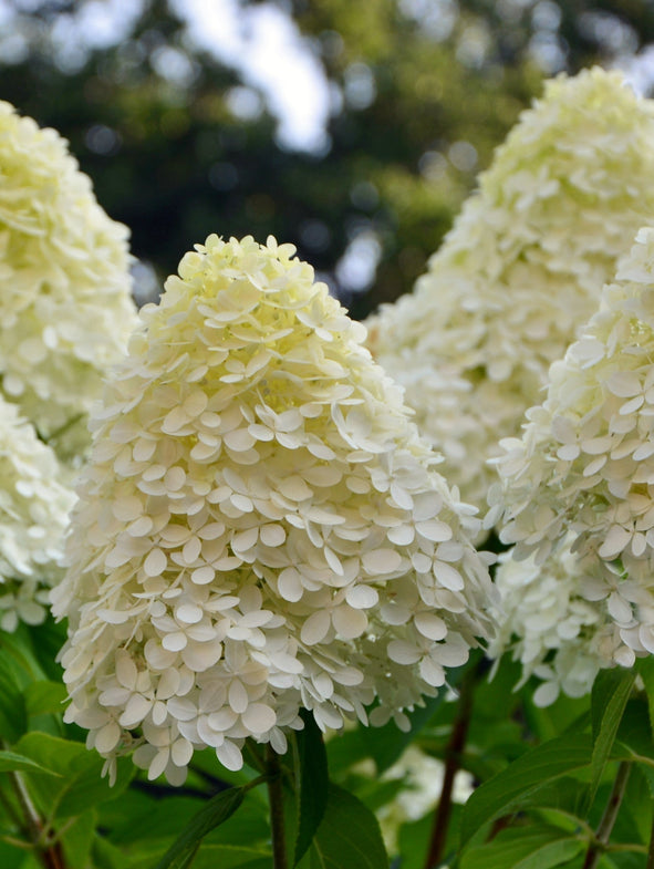 Hydrangea Winter Care